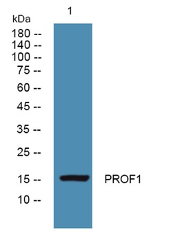 PROF1 rabbit pAb Antibody