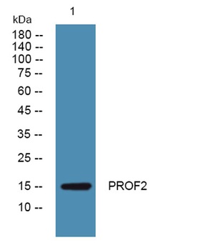 PROF2 rabbit pAb Antibody