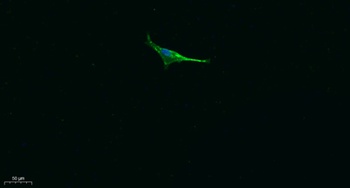 OCLN rabbit pAb Antibody