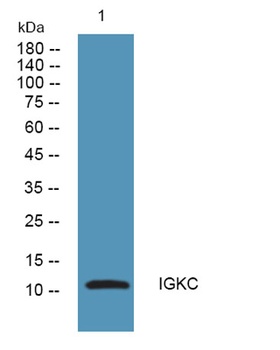 IGKC rabbit pAb Antibody