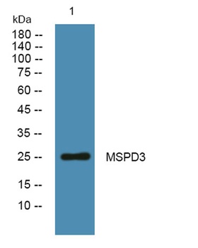 MSPD3 rabbit pAb Antibody