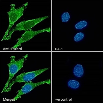 Goat anti-Pycard (rodent) Antibody