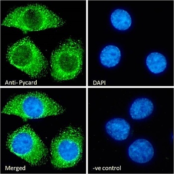 Goat anti-Pycard (rodent) Antibody