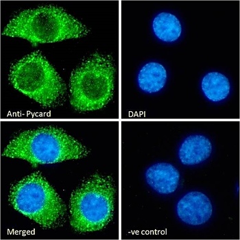 Pycard antibody