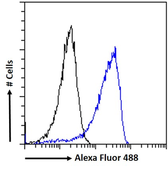Goat anti-Calcipressin-1 Antibody