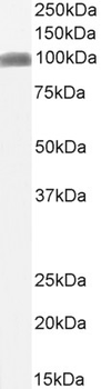 CSF1R (aa734-744) Antibody