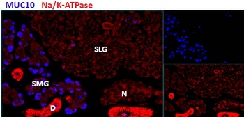 Goat anti-Mucin 10 / Prol1 Antibody