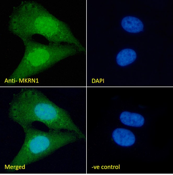 Goat anti-MKRN1 (aa105-118) Antibody