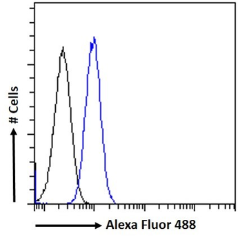 Goat anti-MKRN1 (aa105-118) Antibody