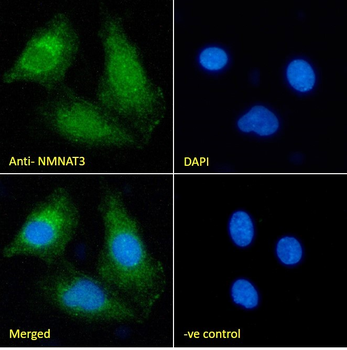 NMNAT3 (aa149-162) Antibody
