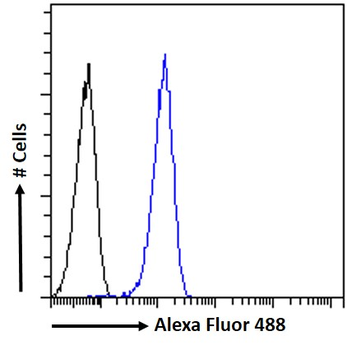 Goat anti-NMNAT3 (aa149-162) Antibody