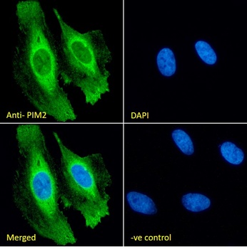 Goat anti-PIM2 Antibody