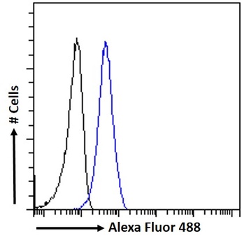 Goat anti-PIM2 Antibody
