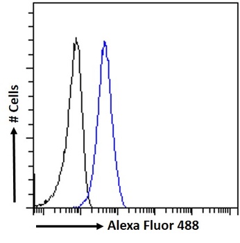 PIM2 antibody