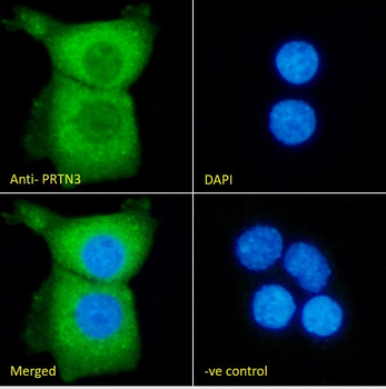 Goat anti-proteinase 3 / myeloblastin (aa88-98) Antibody