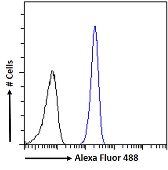 Goat anti-proteinase 3 / myeloblastin (aa88-98) Antibody