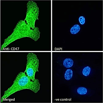 Goat anti-CD47 Antibody
