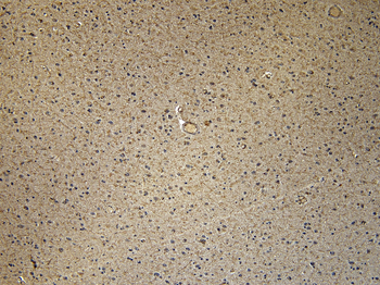 Goat anti-CD47 Antibody