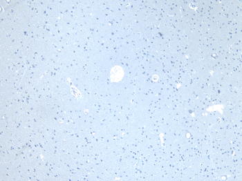 Goat anti-CD47 Antibody