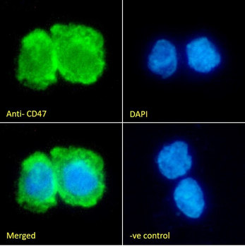Goat anti-CD47 Antibody