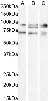 PPARGC1A Antibody