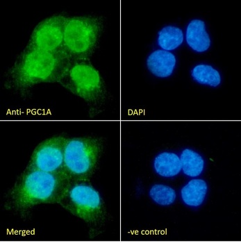 PPARGC1A Antibody