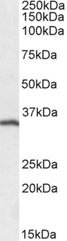 Goat anti-CD20 / MS4A1 (C Terminus) Antibody