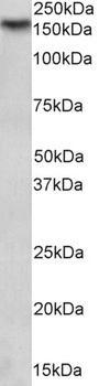 Goat anti-NOS1 Antibody