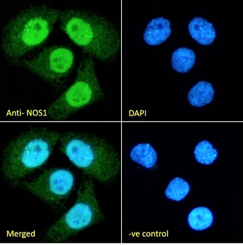 Goat anti-NOS1 Antibody