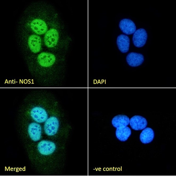 Goat anti-NOS1 Antibody
