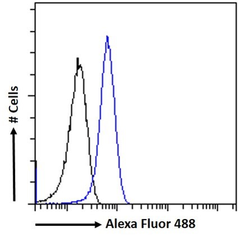 Goat anti-NOS1 Antibody