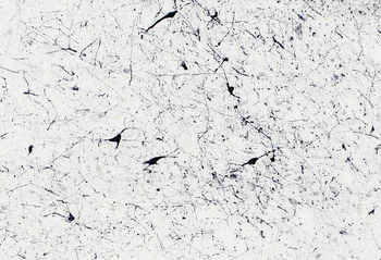 Goat anti-NOS1 Antibody