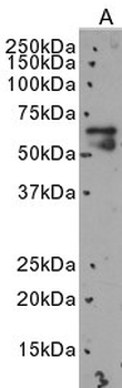IRF5 Antibody