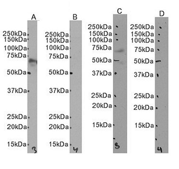 IRF5 Antibody