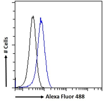 Goat anti-MURF1 / TRIM63 (N Term) Antibody