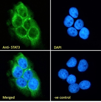 Goat anti-STAT3 (isoform 1 and 2) Antibody