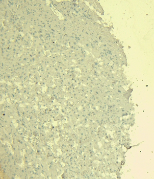 Goat anti-STAT3 (isoform 1 and 2) Antibody