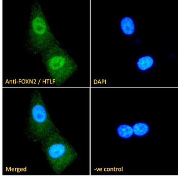 FOXN2/HTLF Antibody