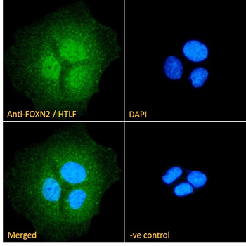 FOXN2/HTLF Antibody