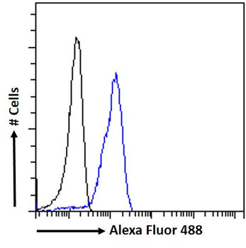 Goat anti-SAE1 / AOS1 Antibody