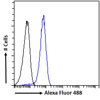 Goat anti-PHLDA2 / IPL Antibody