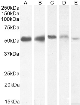 Goat anti-KPNA2 / IPOA1 Antibody