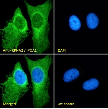 Goat anti-KPNA2 / IPOA1 Antibody