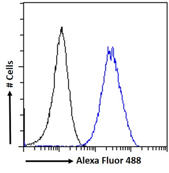 Goat anti-KPNA2 / IPOA1 Antibody