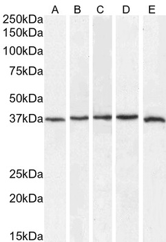 Goat anti-SIRT4 Antibody