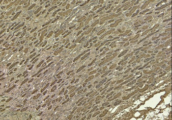 Goat anti-SIRT4 Antibody