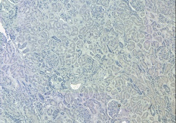 Goat anti-SIRT4 Antibody