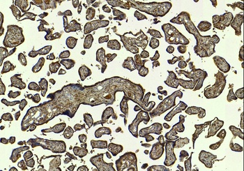 Goat anti-SIRT4 Antibody