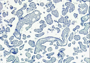 Goat anti-SIRT4 Antibody
