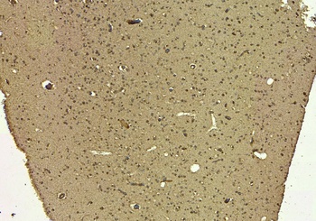 Goat anti-SIRT4 Antibody